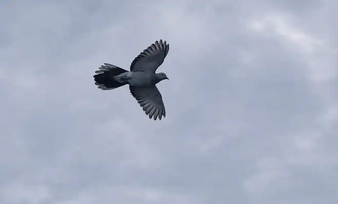 The image is of an old pigeon flying in a cloudy sky